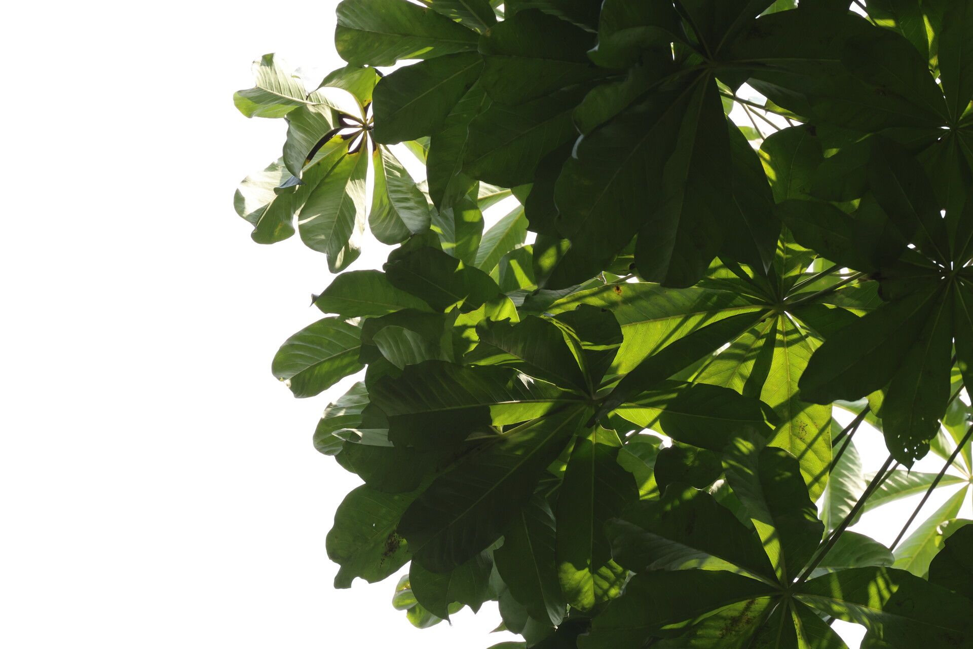 Cussonia brieyi leaf