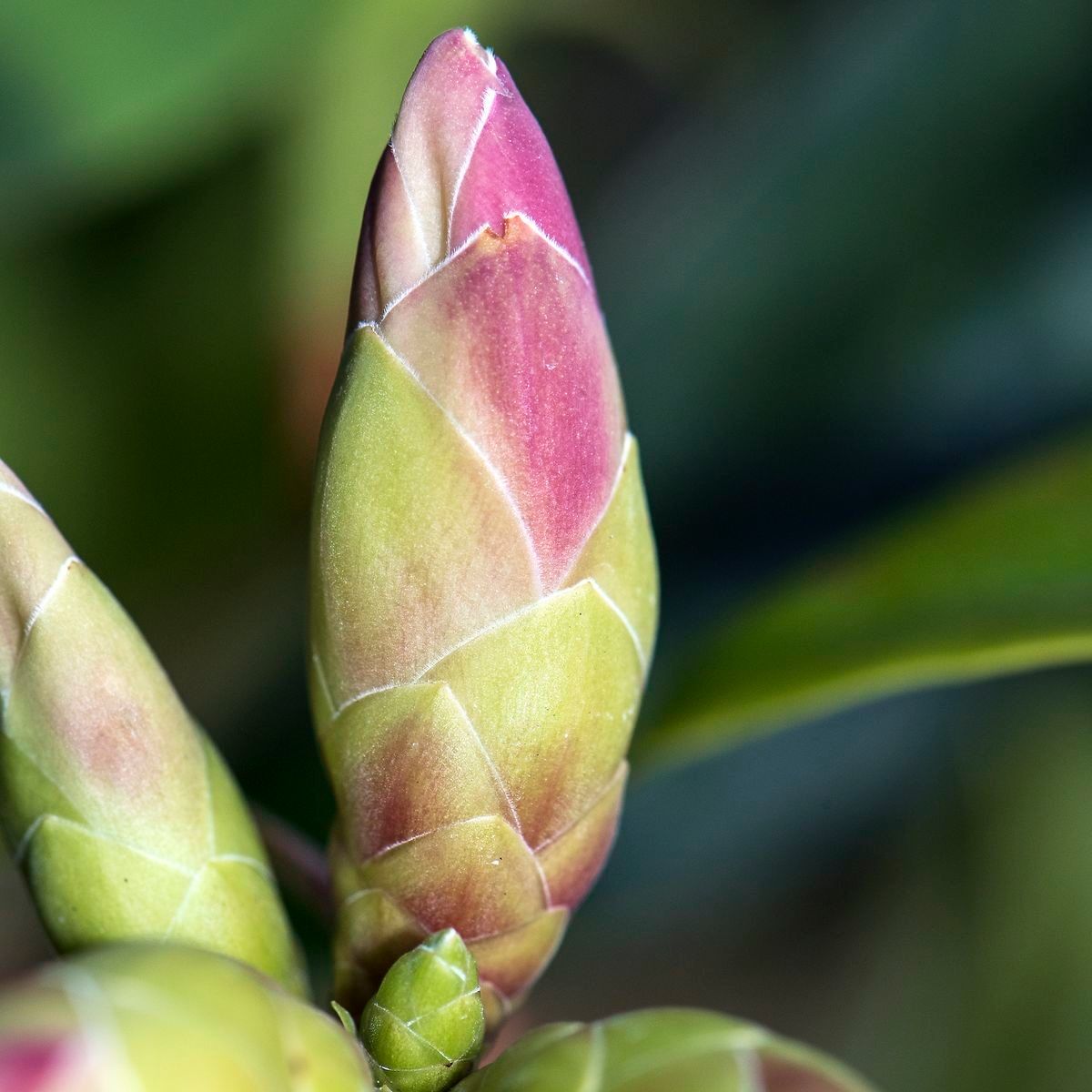 Rhododendron westlandii other