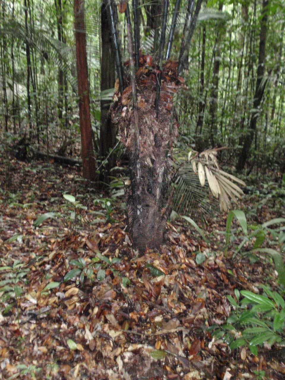 Astrocaryum paramaca bark