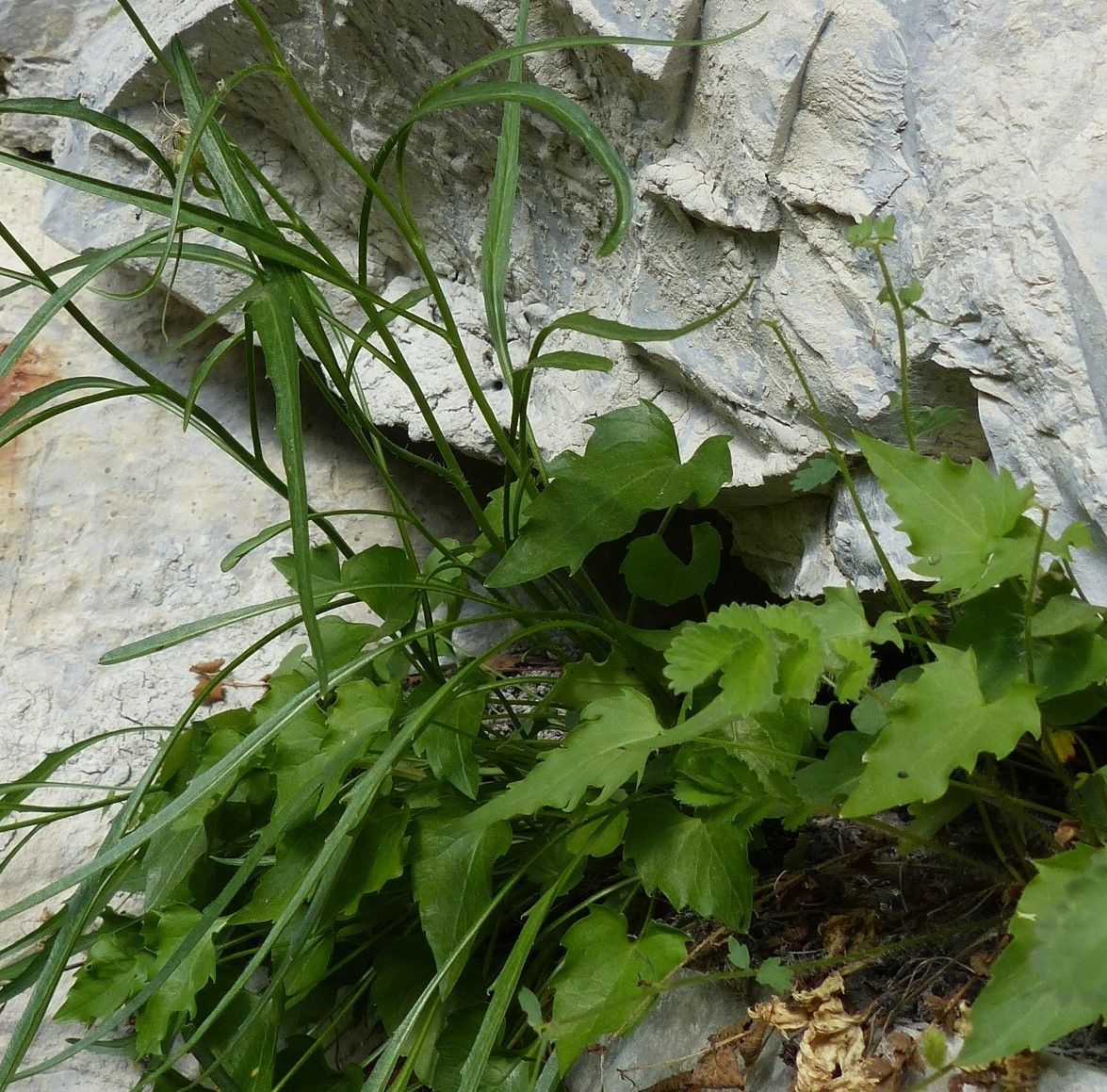 Phyteuma charmelii — related species from the same genus