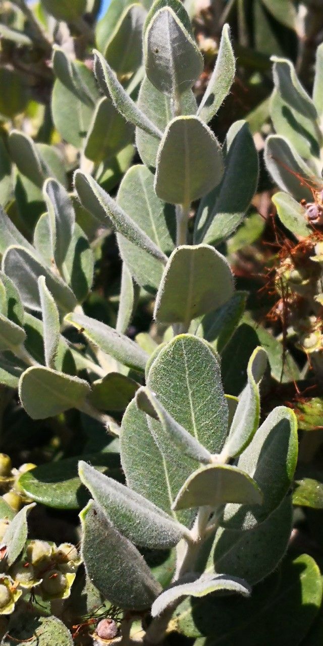 Arctostaphylos confertiflora — search result for 'Arctostaphylos'