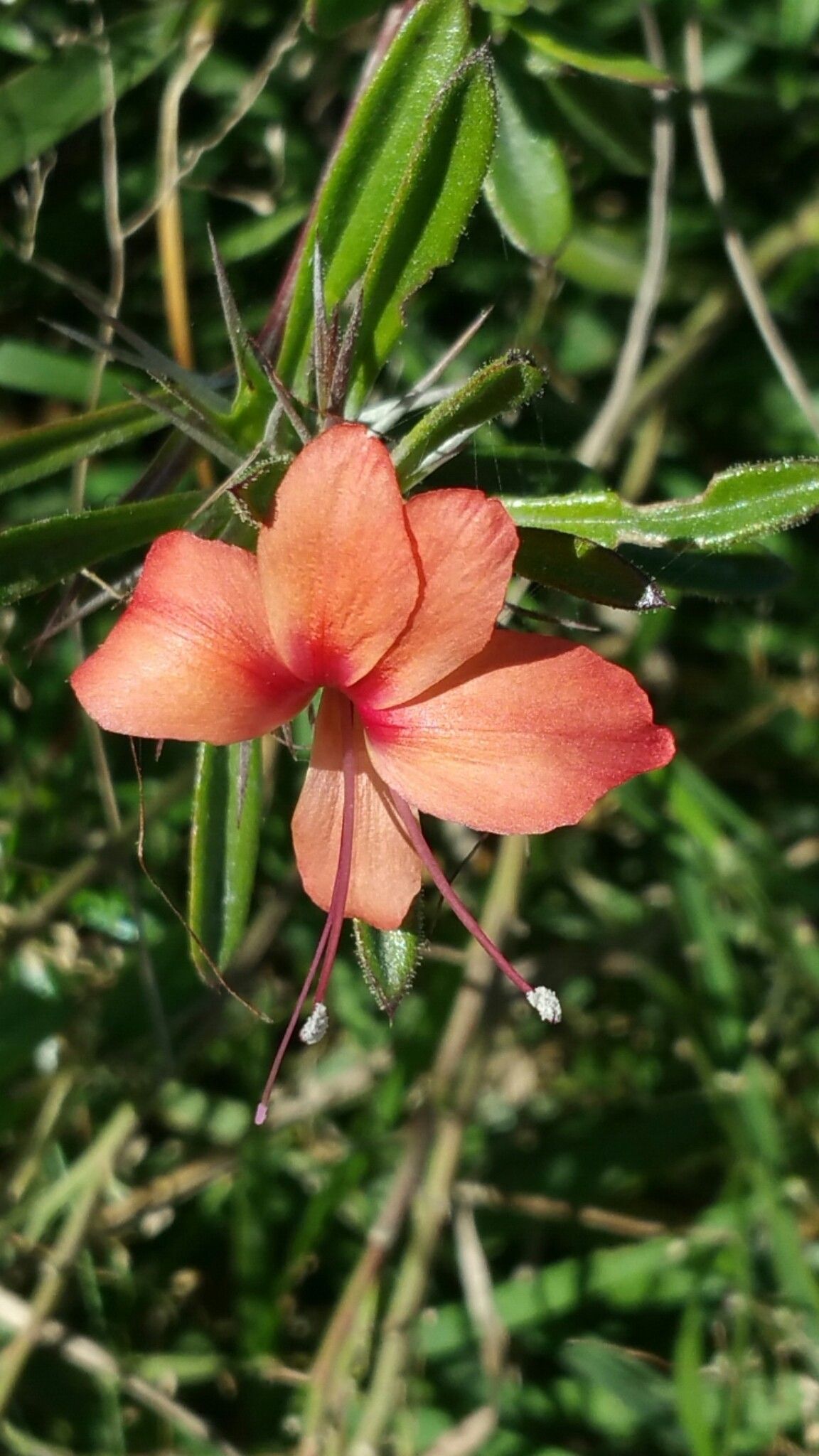 Barleria her — houseplant care guide