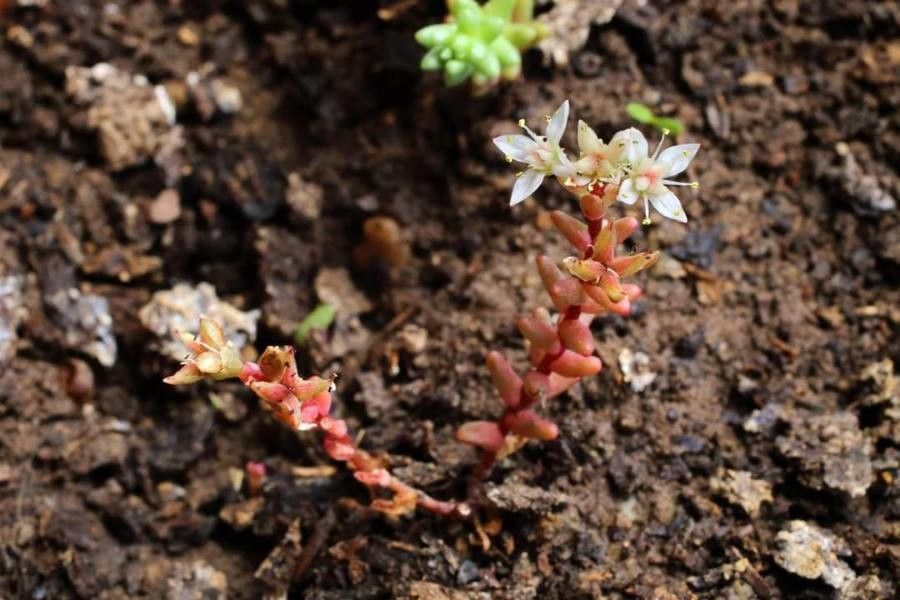 Sedum stefco habit