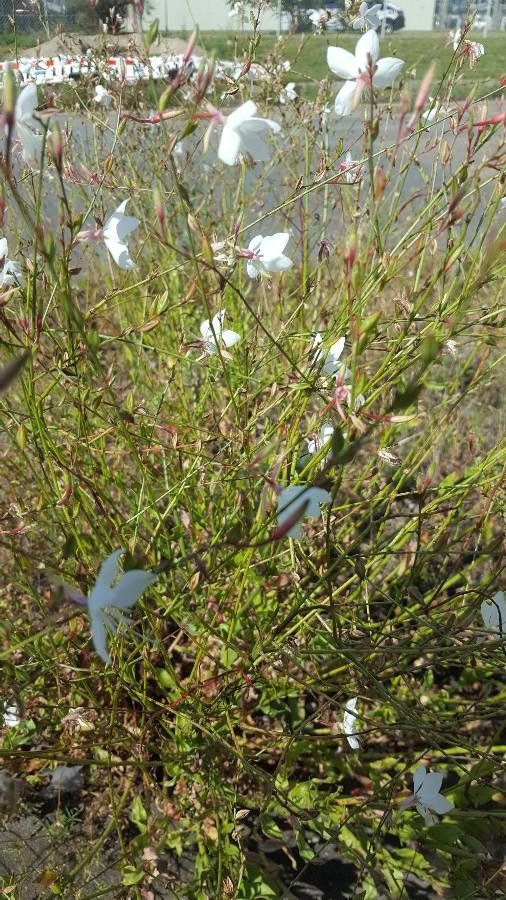 Lythrum lineare — search result for 'Lythrum'