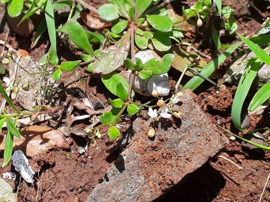 Mollugo nudicaulis flower