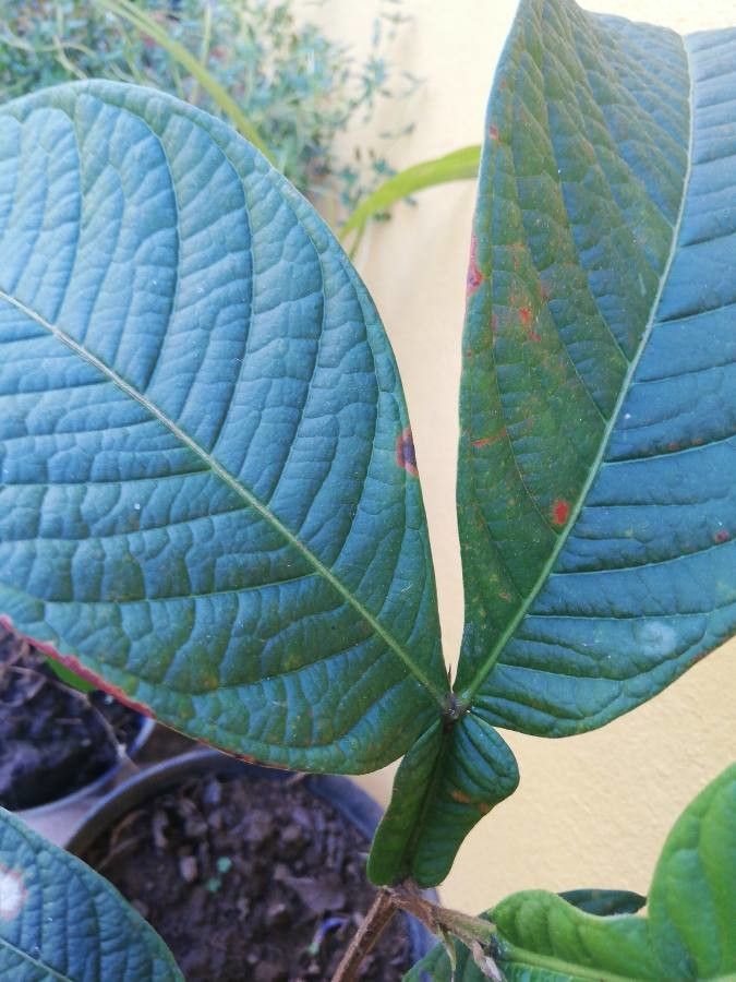 Inga spectabilis leaf