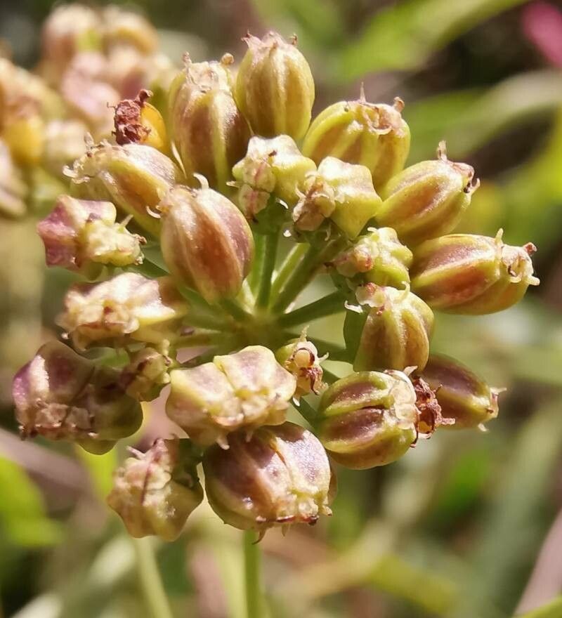 Sium latifolium fruit