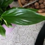 Spathiphyllum blandum