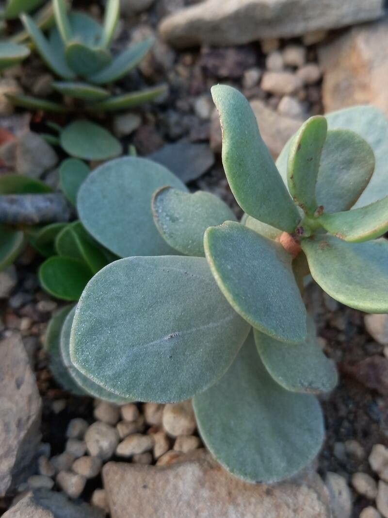 Kalanchoe scapigera — search result for 'Kalanchoe'