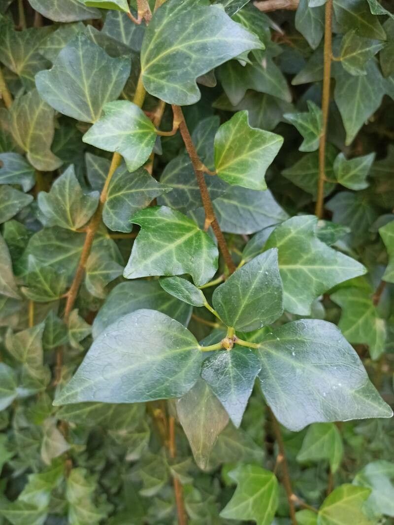 Hedera iberica — search result for 'Morocco'