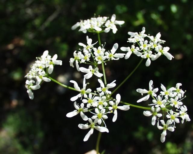 Bifora radians flower