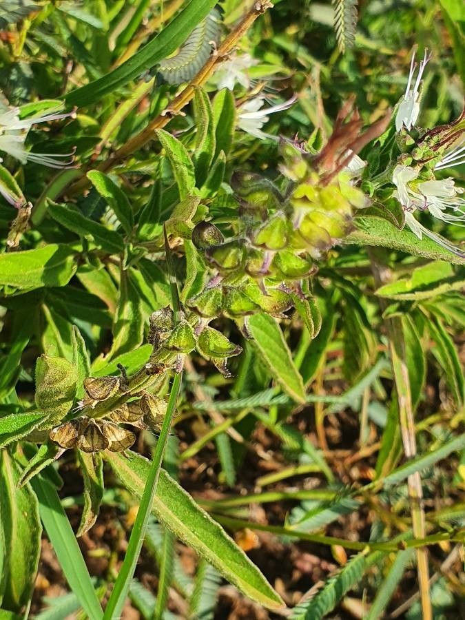 Ocimum filamentosum fruit