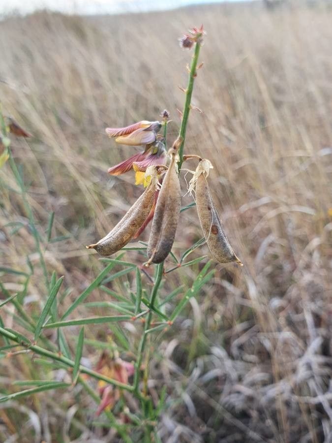 Crotalaria brevidens fruit
