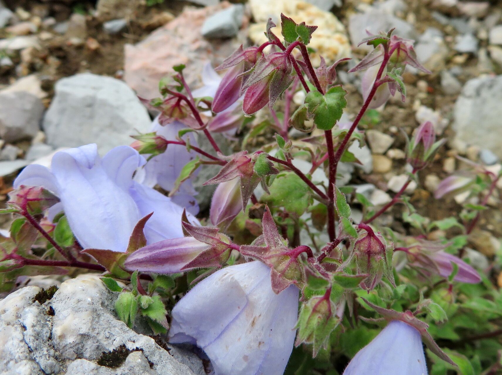 Campanula armena flower