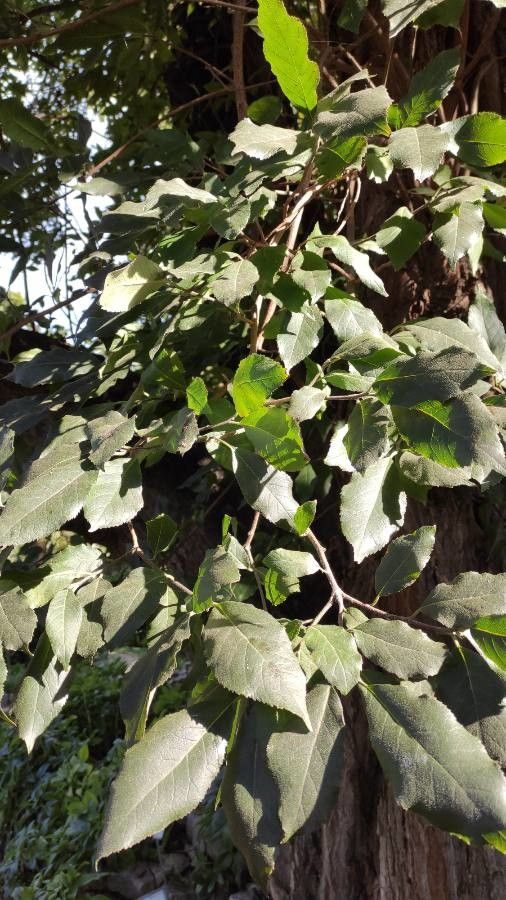 Ehretia latifolia — search result for 'Ehretia'