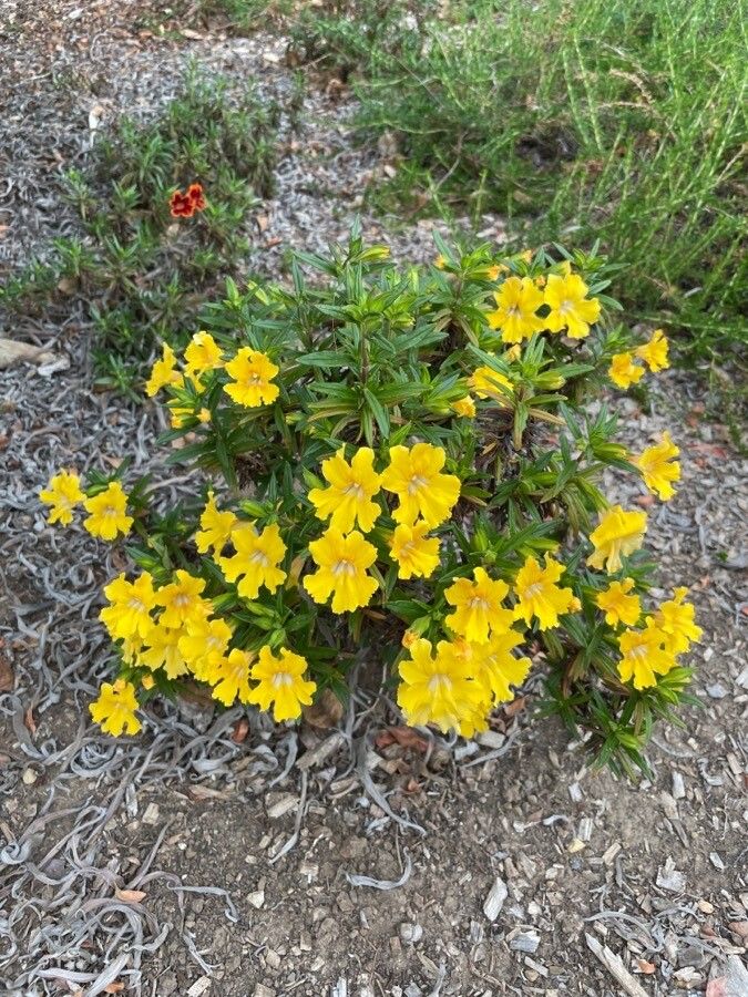 Diplacus aurantiacus habit