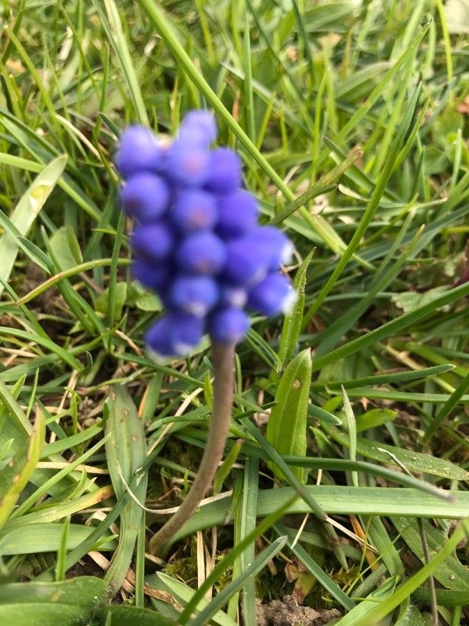 Muscari pulchellum flower