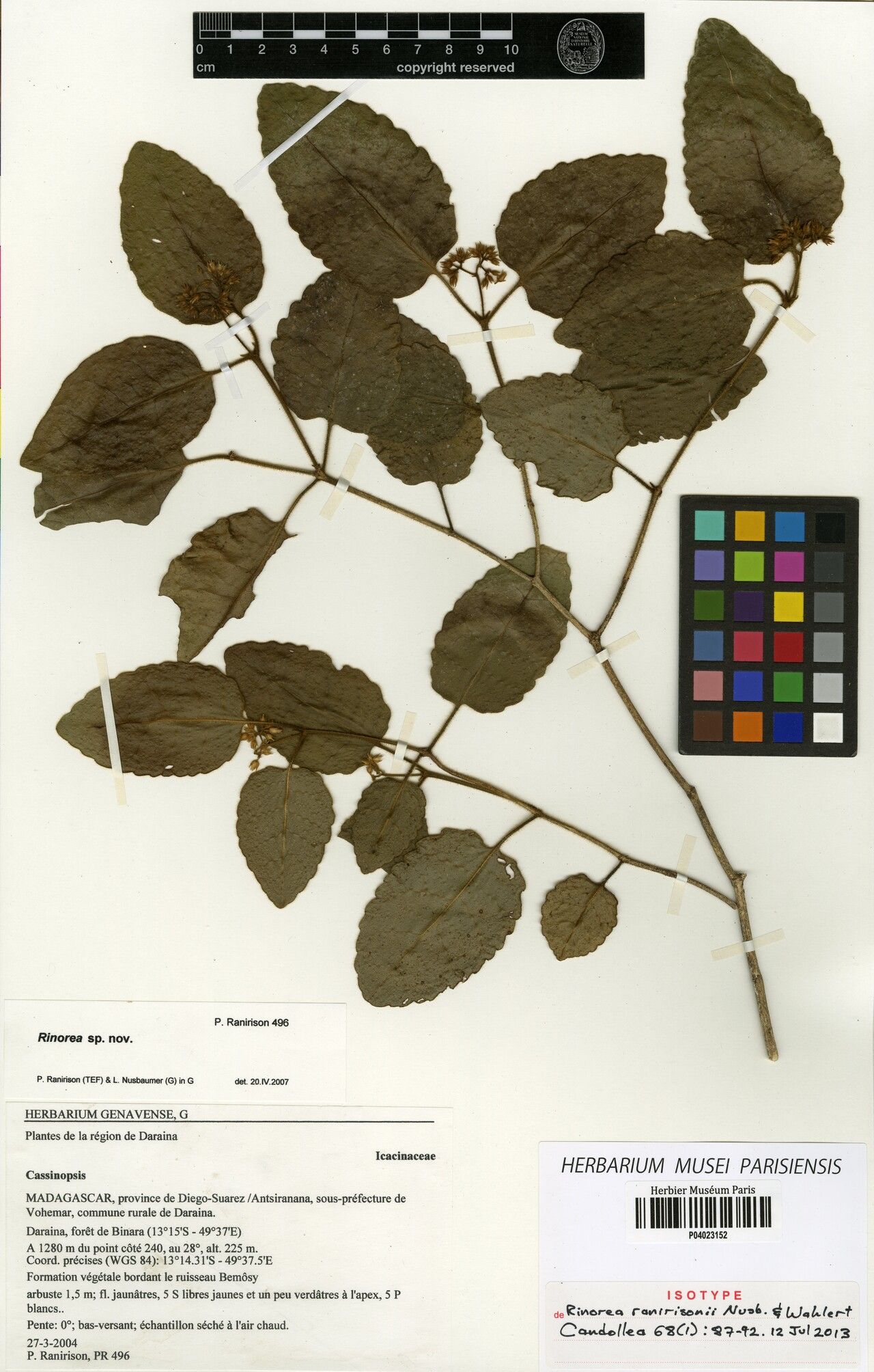 Rinorea ranirisonii — houseplant care guide