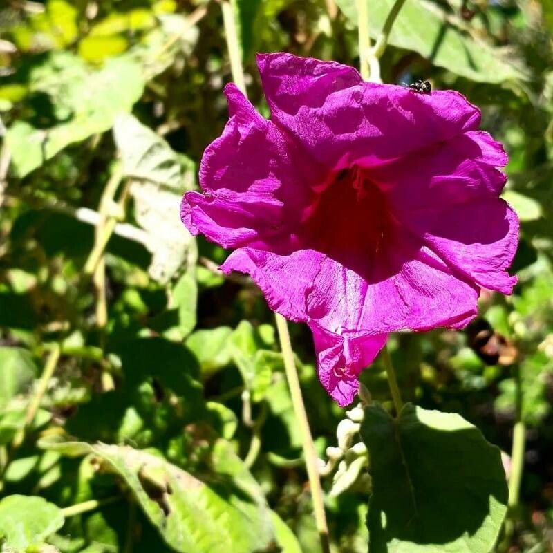 Ipomoea brasiliana — houseplant care guide