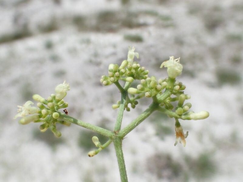 Psychotria kimuenzae — houseplant care guide