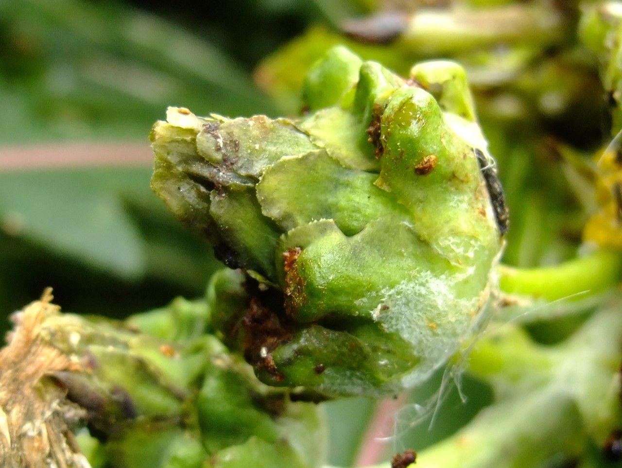 Sonchus congestus fruit