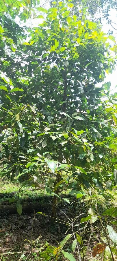 Alibertia patinoi leaf