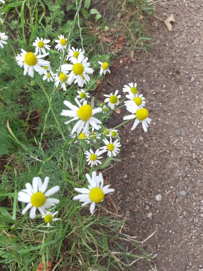 Matricaria chamomilla fruit