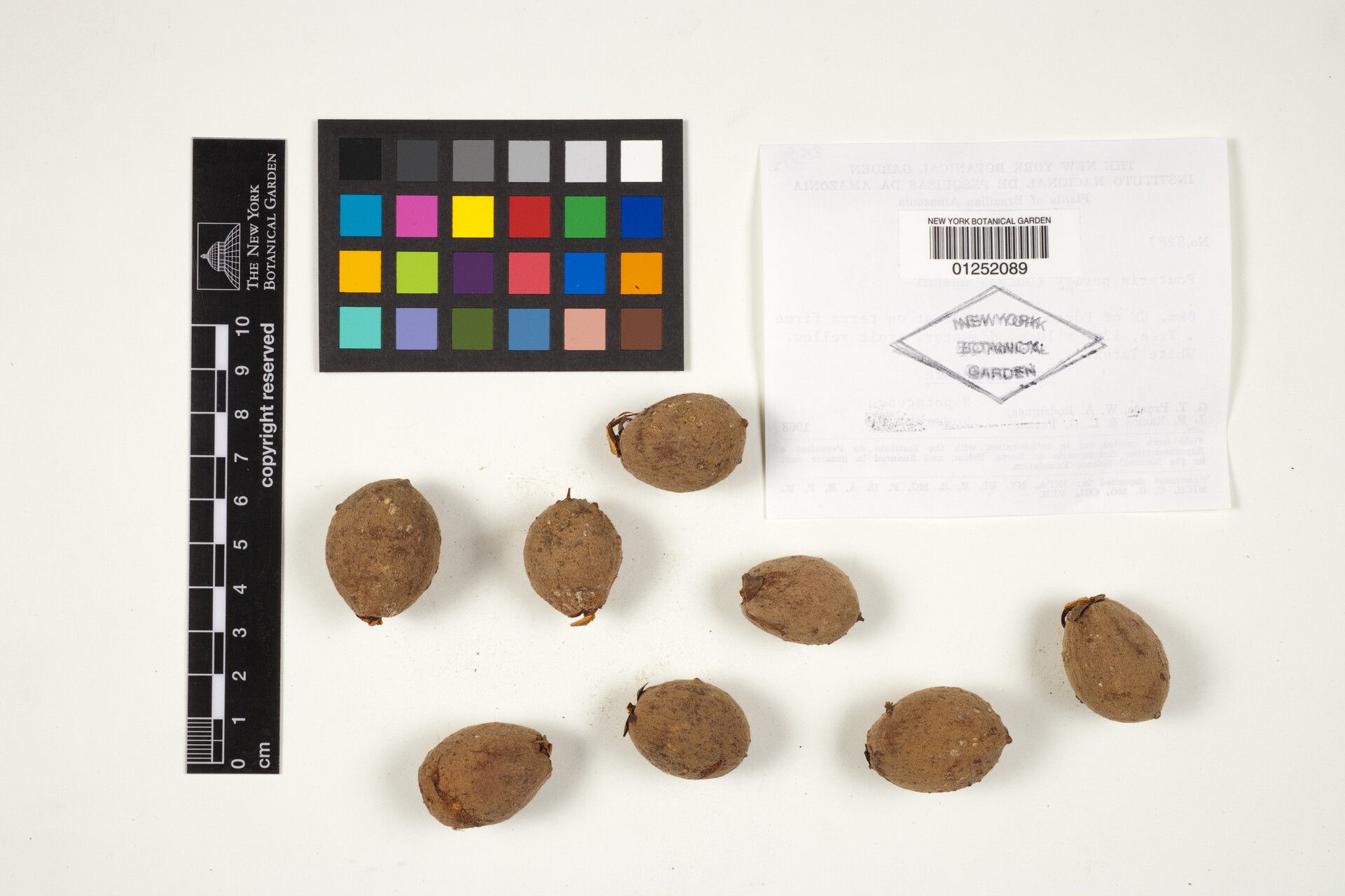 Pouteria pariry — houseplant care guide