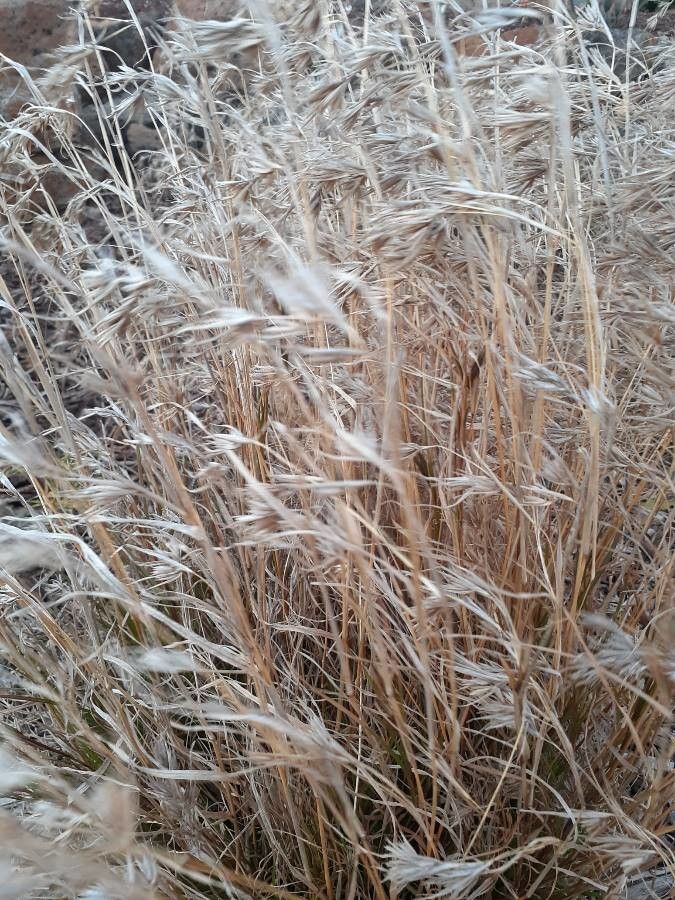 Themeda triandra flower