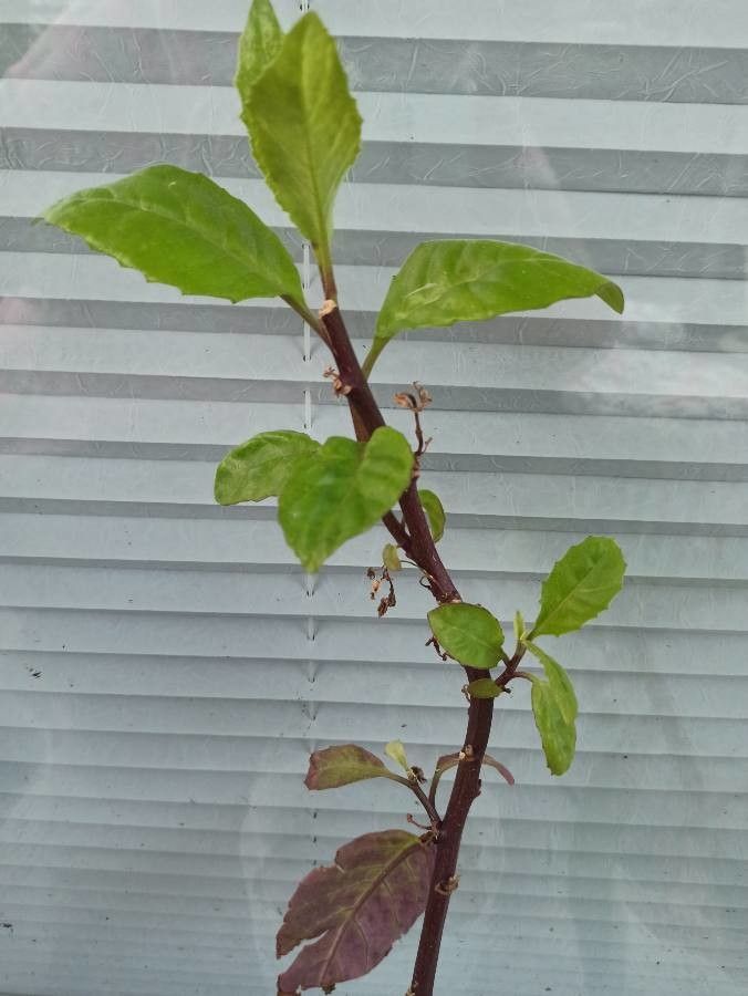 Gynura procumbens habit