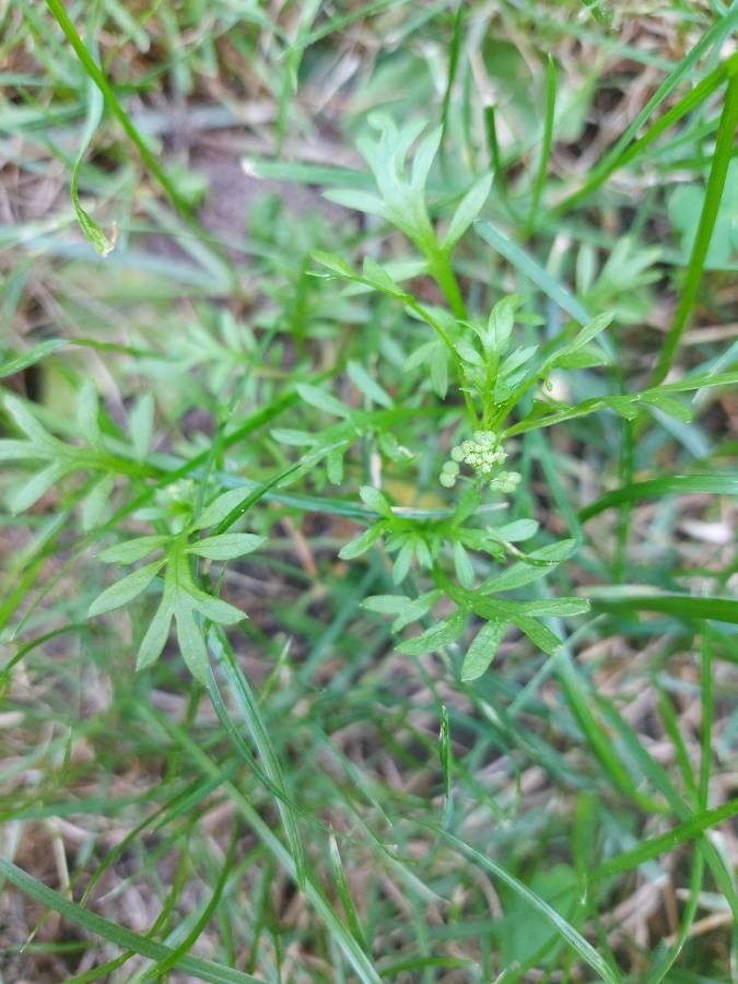 Lepidium squamatum fruit