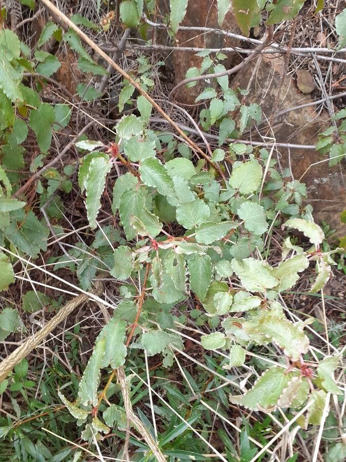 Cistus populifolius leaf