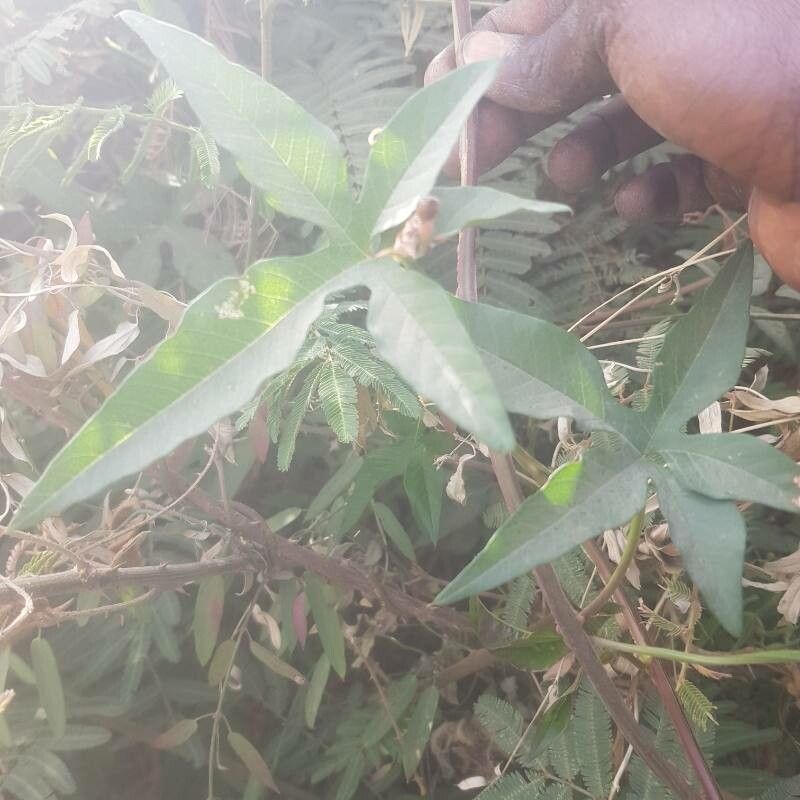 Merremia pterygocaulos — search result for 'Merremia'