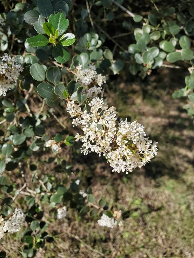 Ceanothus megacarpus flower