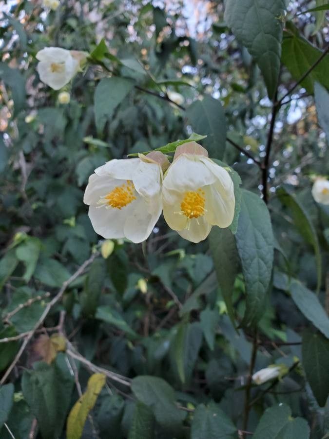 Philadelphus incanus flower