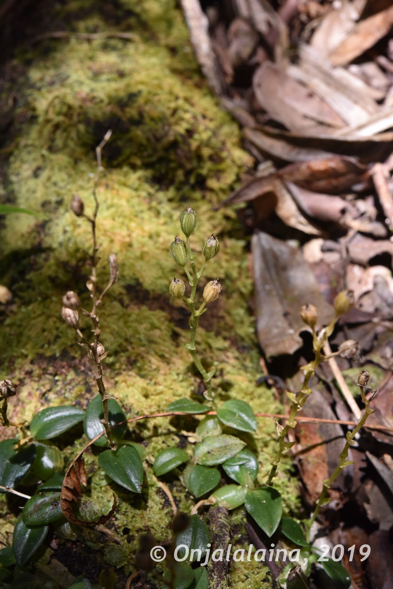 Liparis bulbophylloides habit