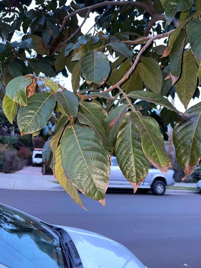 Inga affinis — related species from the same genus