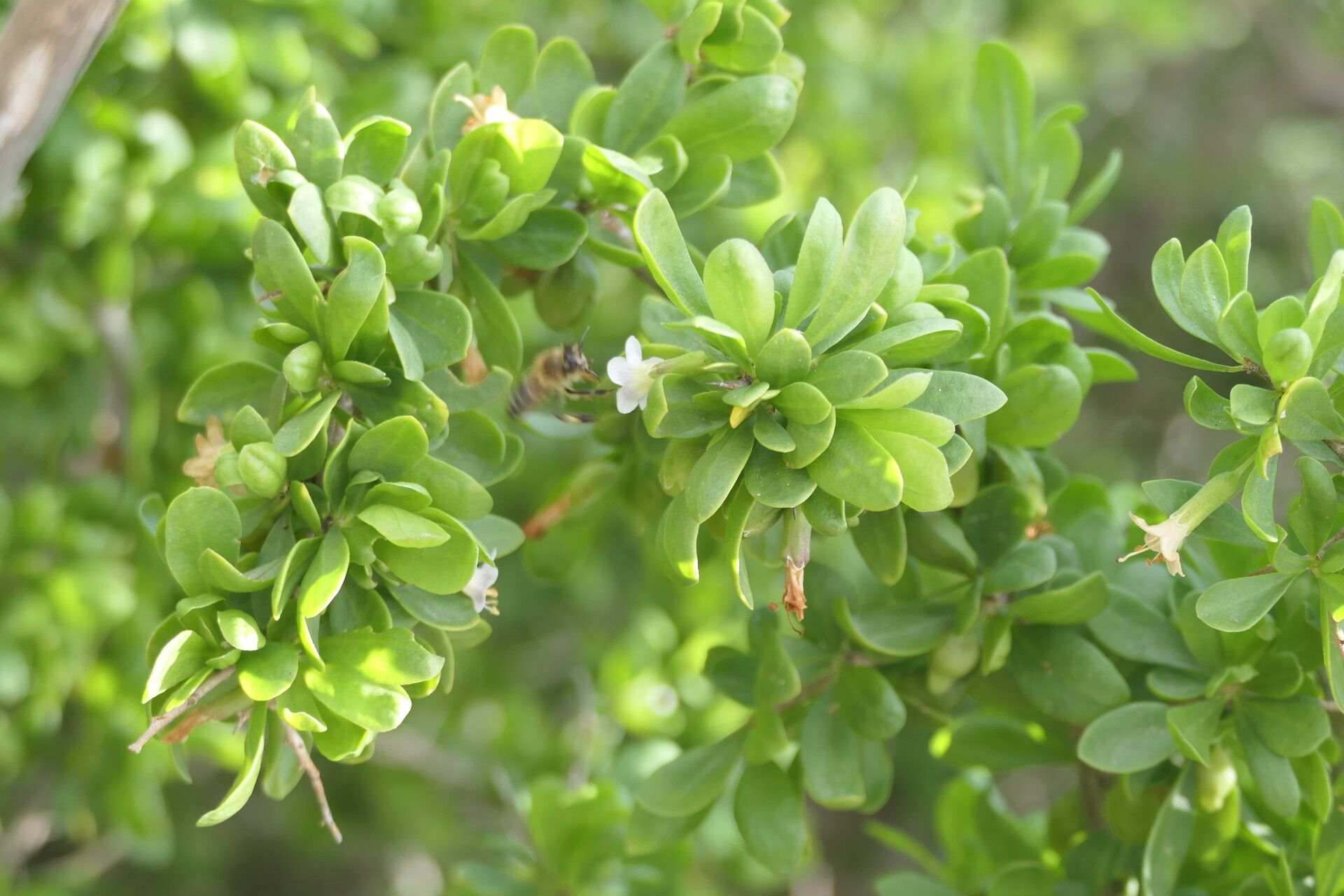 Lycium ferocissimum leaf