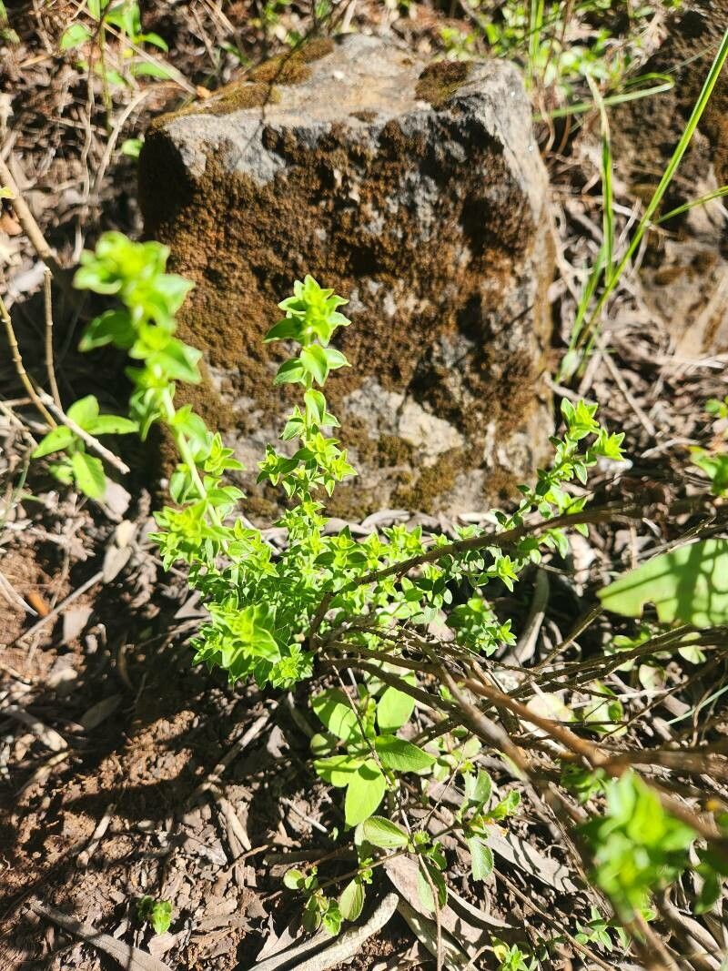 Micromeria imbricata leaf