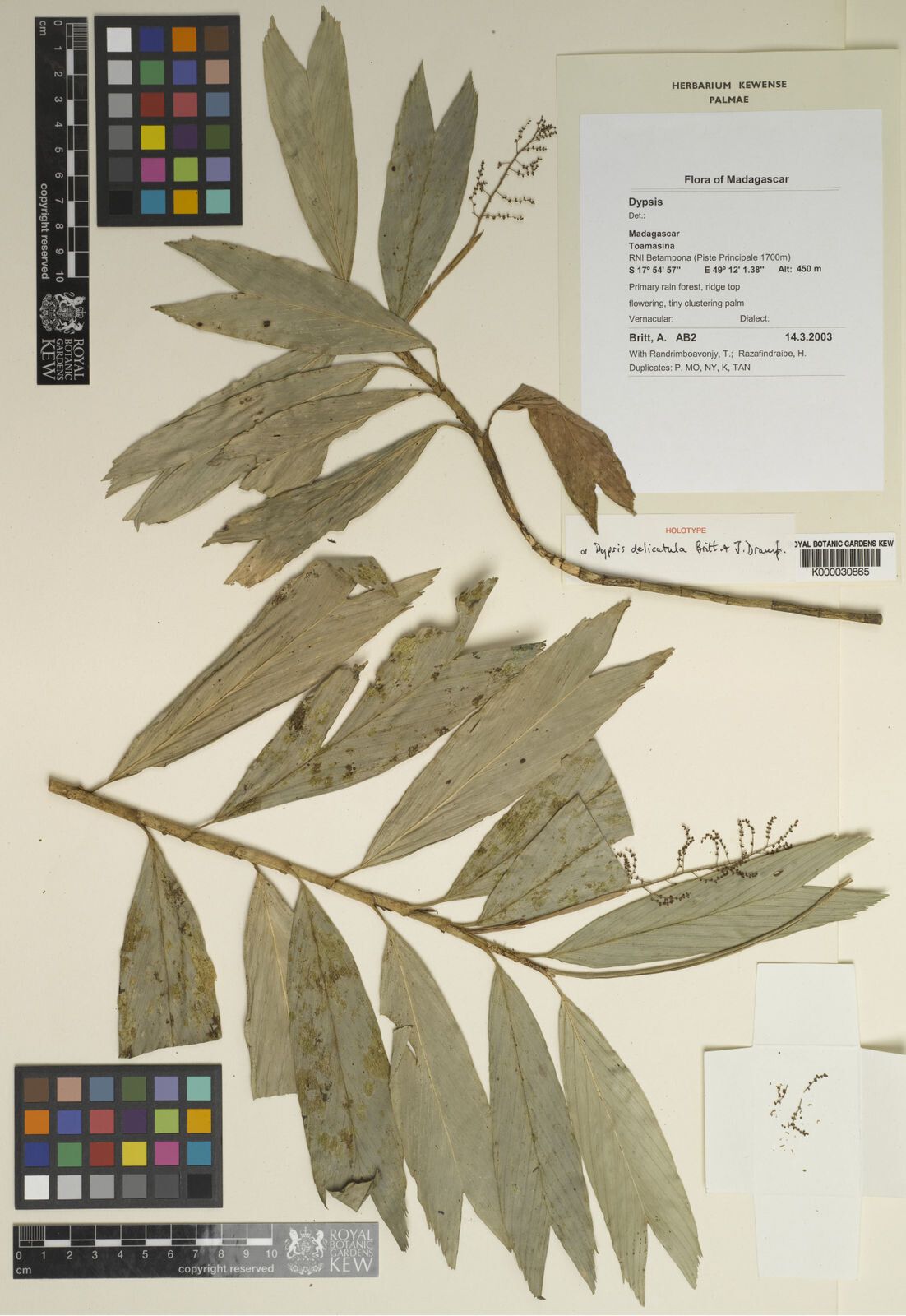 Dypsis delicatula — houseplant care guide