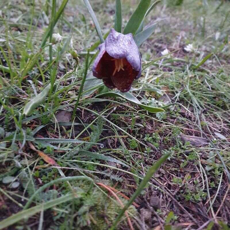 Fritillaria grandiflora — search result for 'Fritillaria'