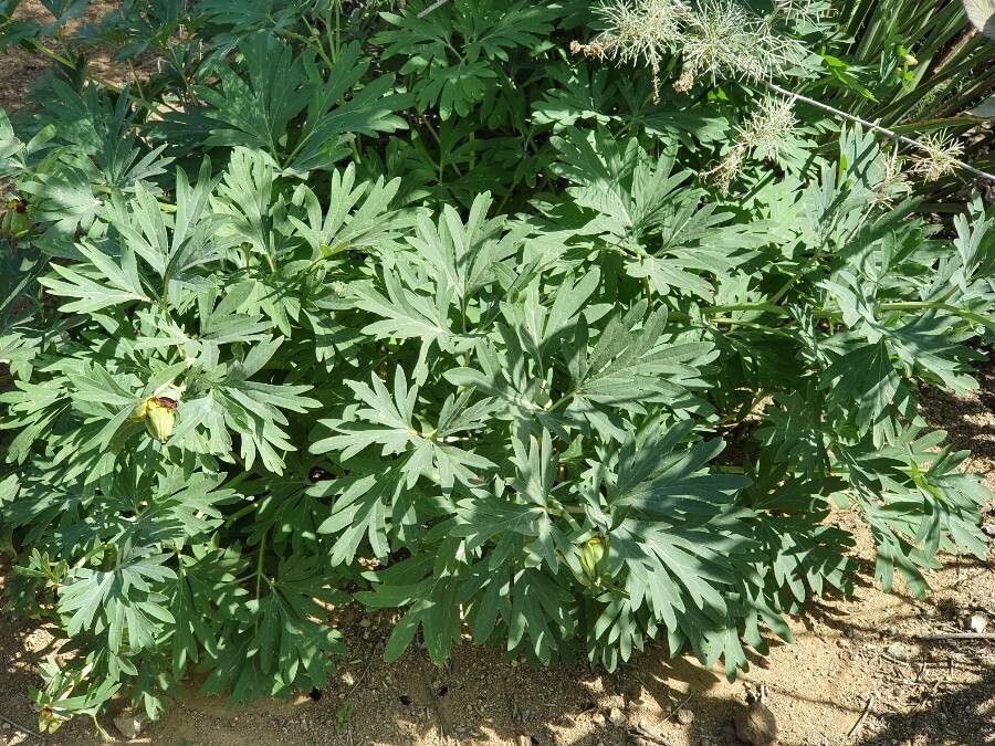 Paeonia californica — houseplant care guide