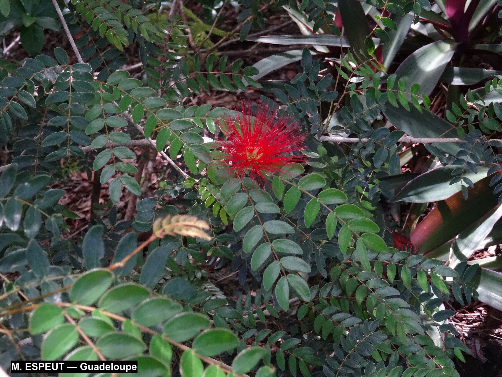 Calliandra purpurea leaf