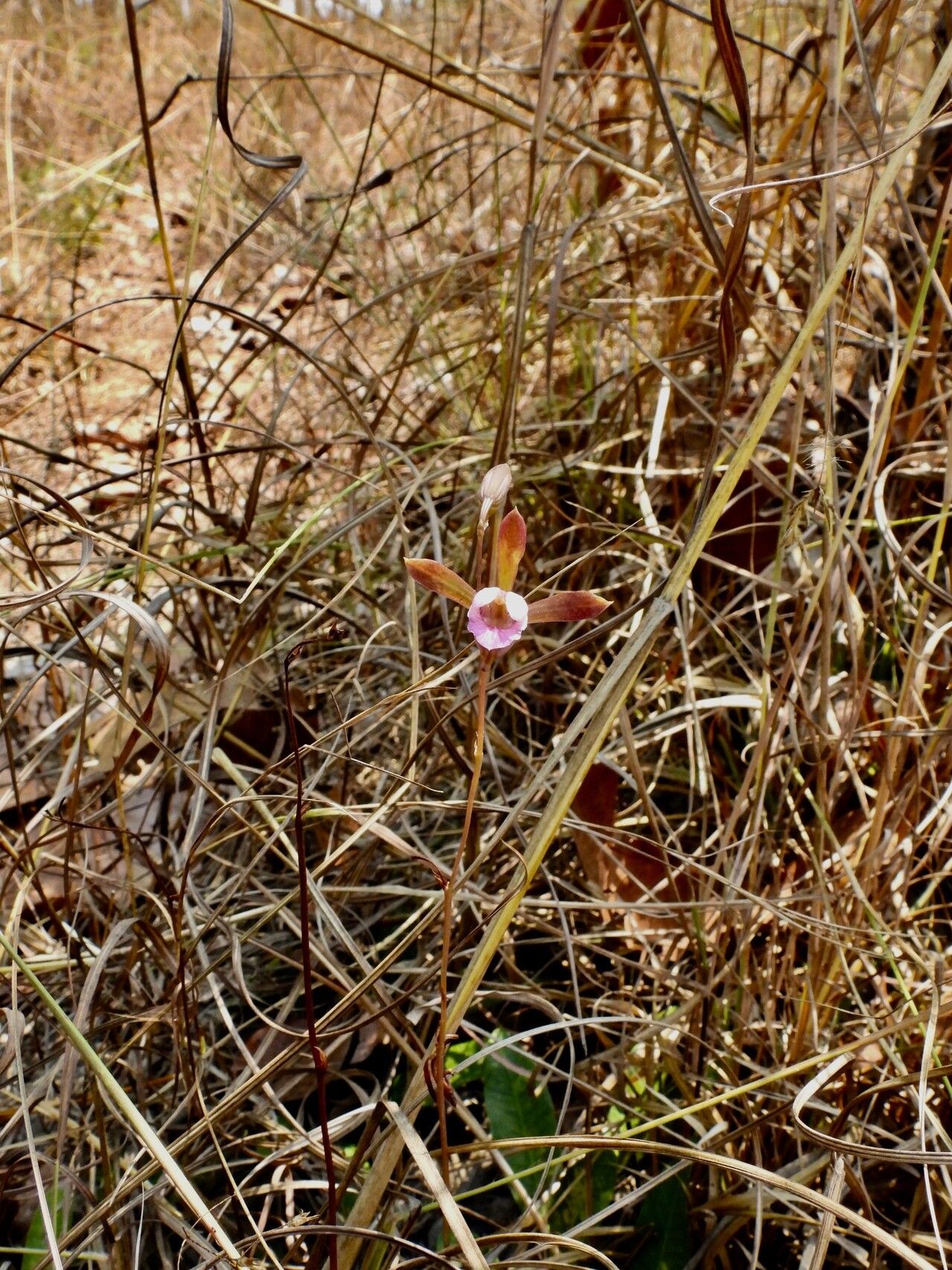 Eulophia katangensis flower