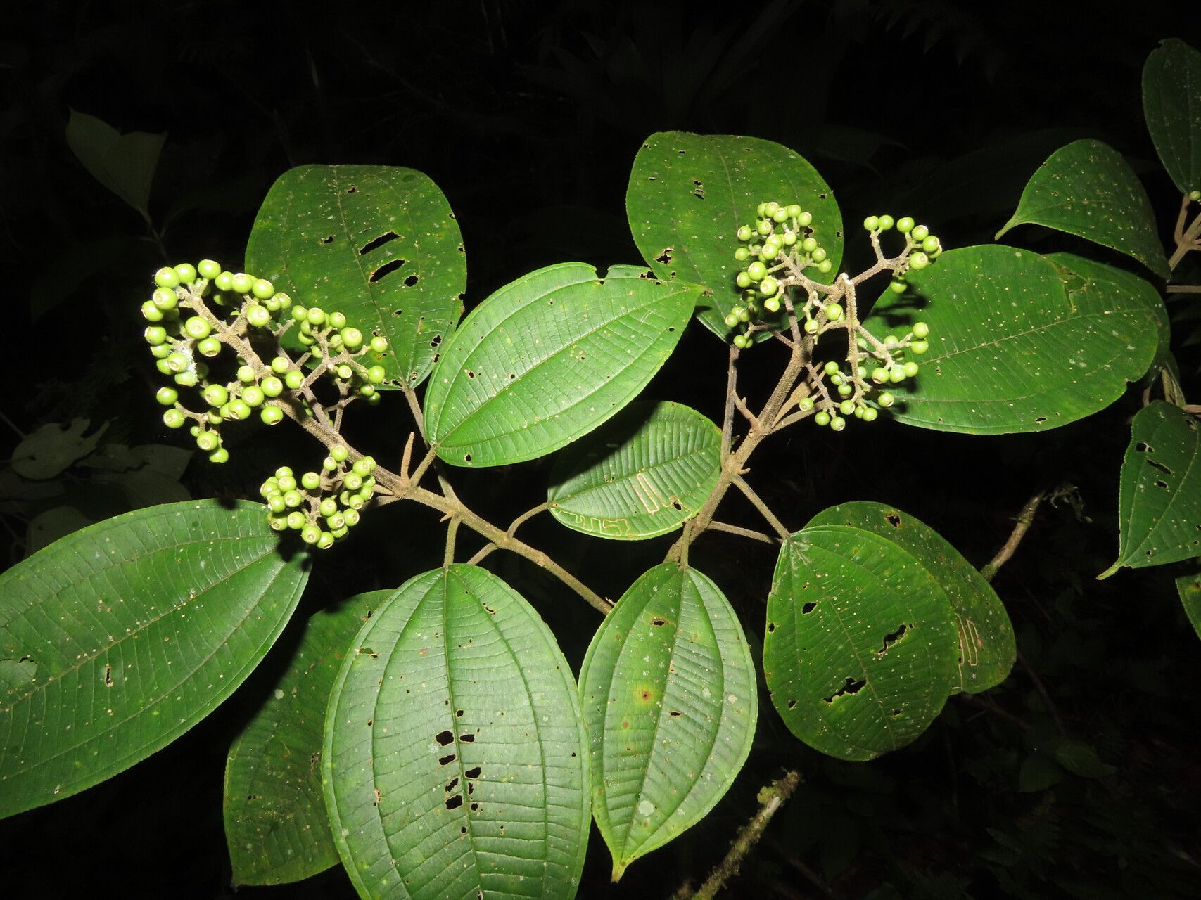 Miconia conomicrantha leaf