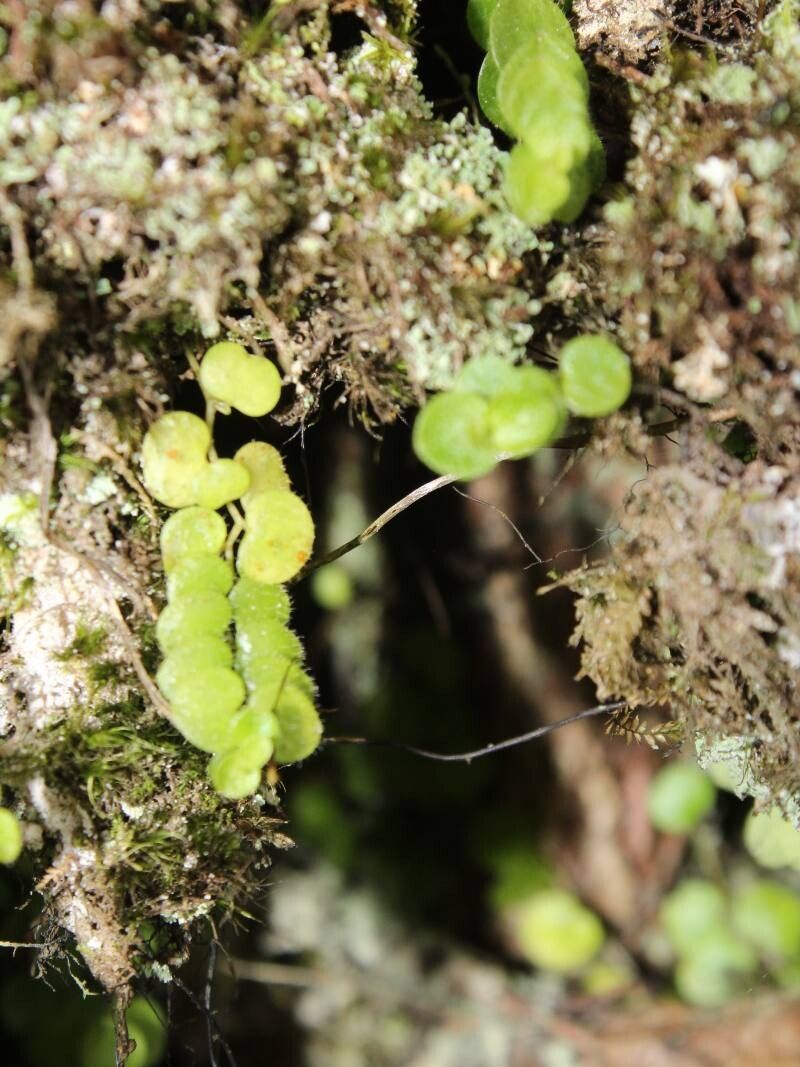 Peperomia tovariana — houseplant care guide