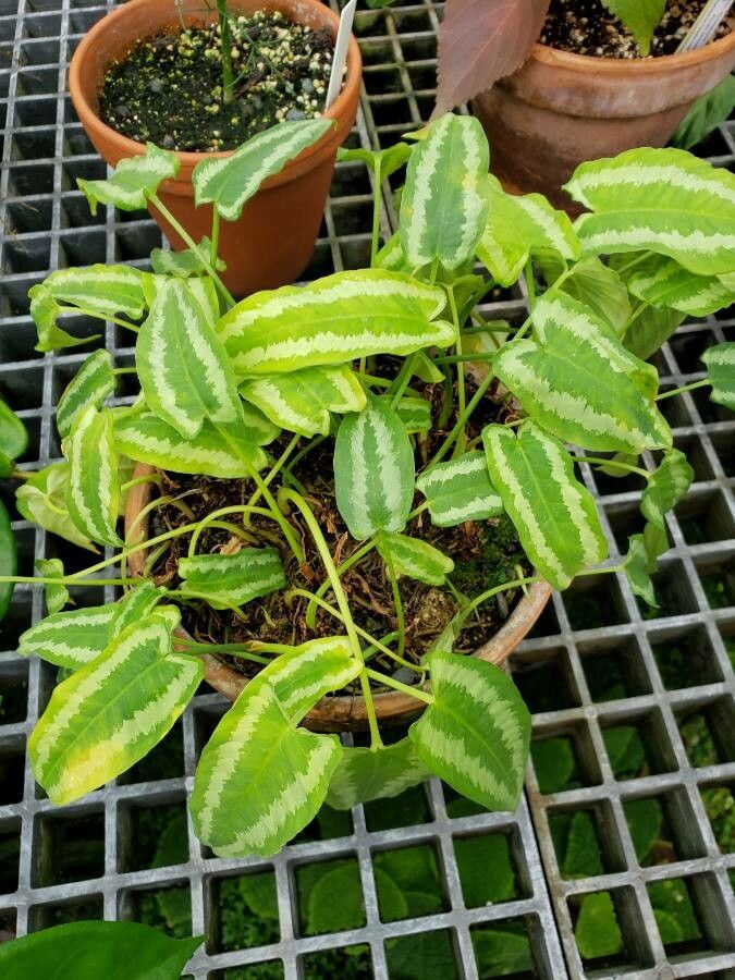 Schismatoglottis wallichii habit