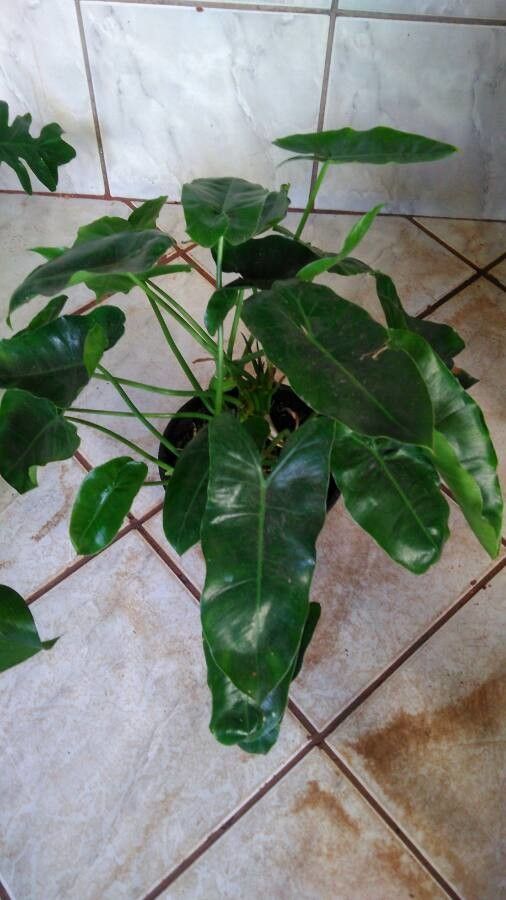 Philodendron acutatum leaf