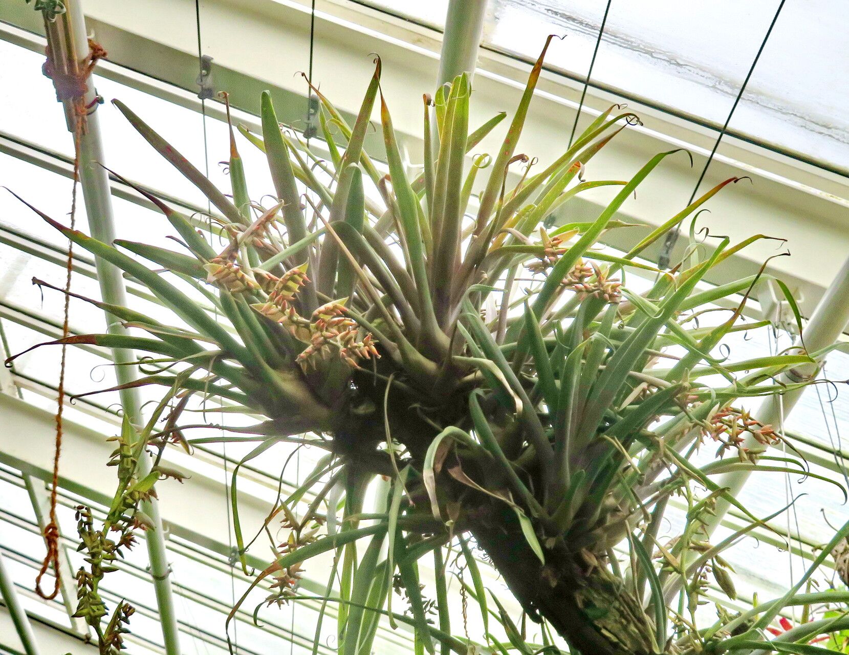 Racinaea tetrantha — related species from the same genus