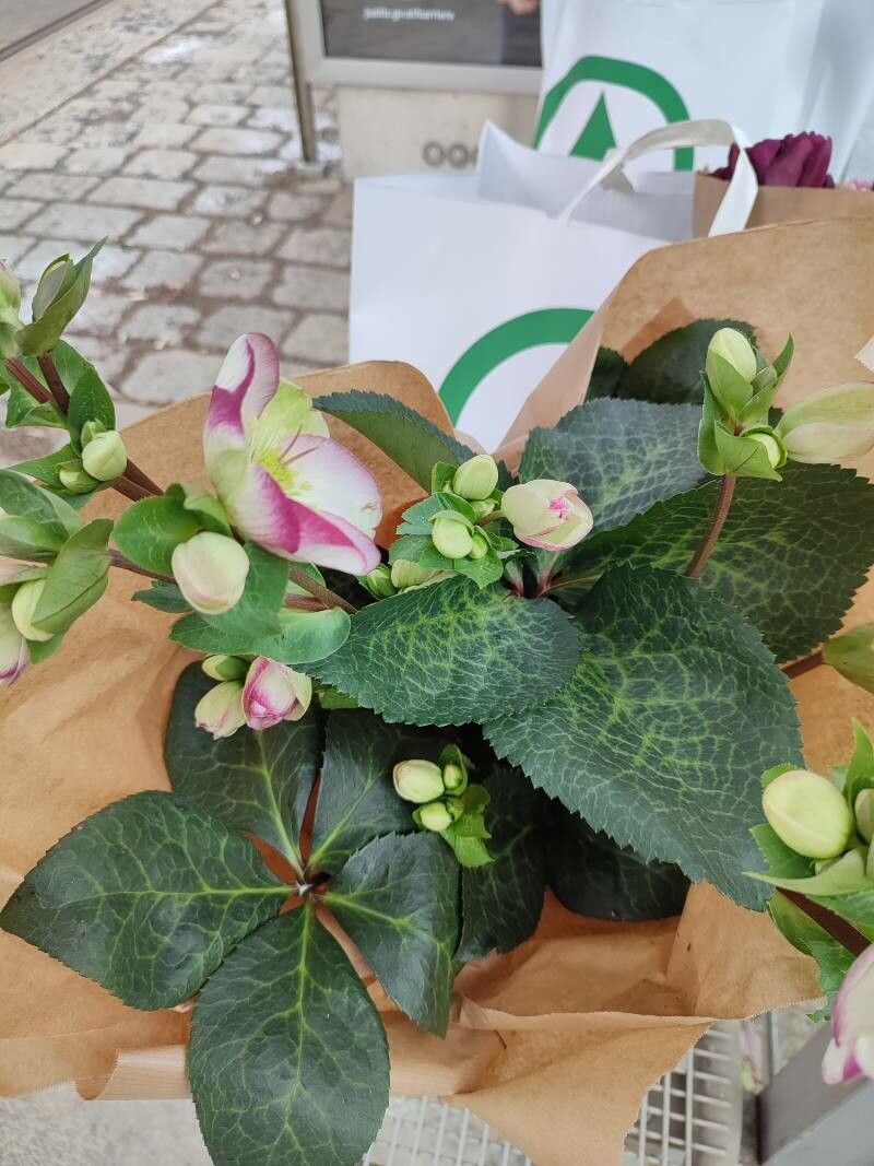 Helleborus × mucheri — search result for 'Helleborus'